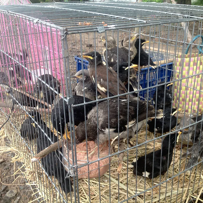 Tàn ác đối với động vật là hành vi phải lên án ảnh 1