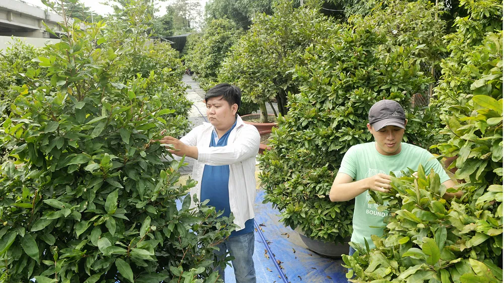 Tết này không lo thiếu mai ảnh 1