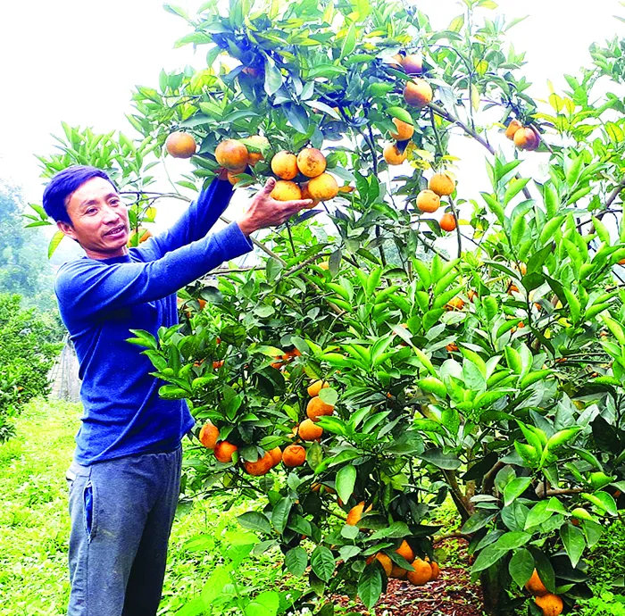 Chạy đua với tết  ảnh 3