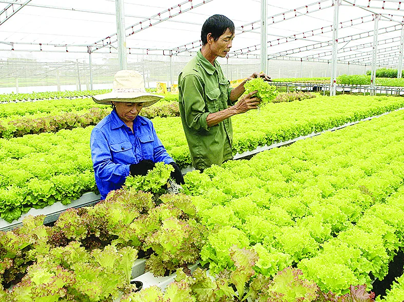 Chạy đua với tết  ảnh 5