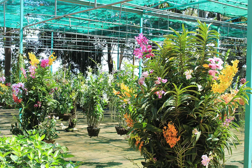 Đi giữa màu xanh đảo Ó ảnh 2