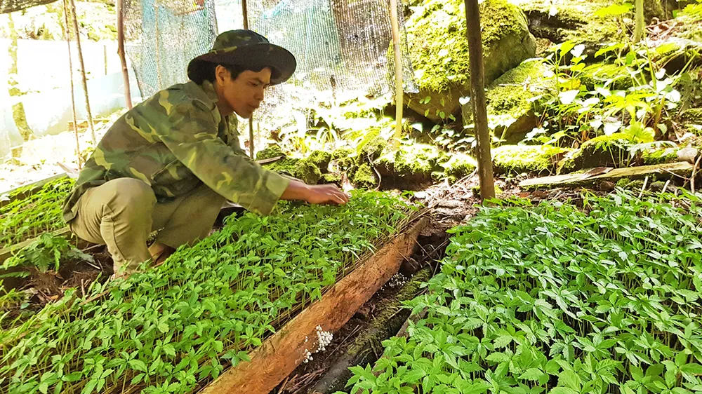 Thách thức bảo tồn và phát triển “quốc bảo” sâm Ngọc Linh - Bài 2: Thúc đẩy thương hiệu  ảnh 1