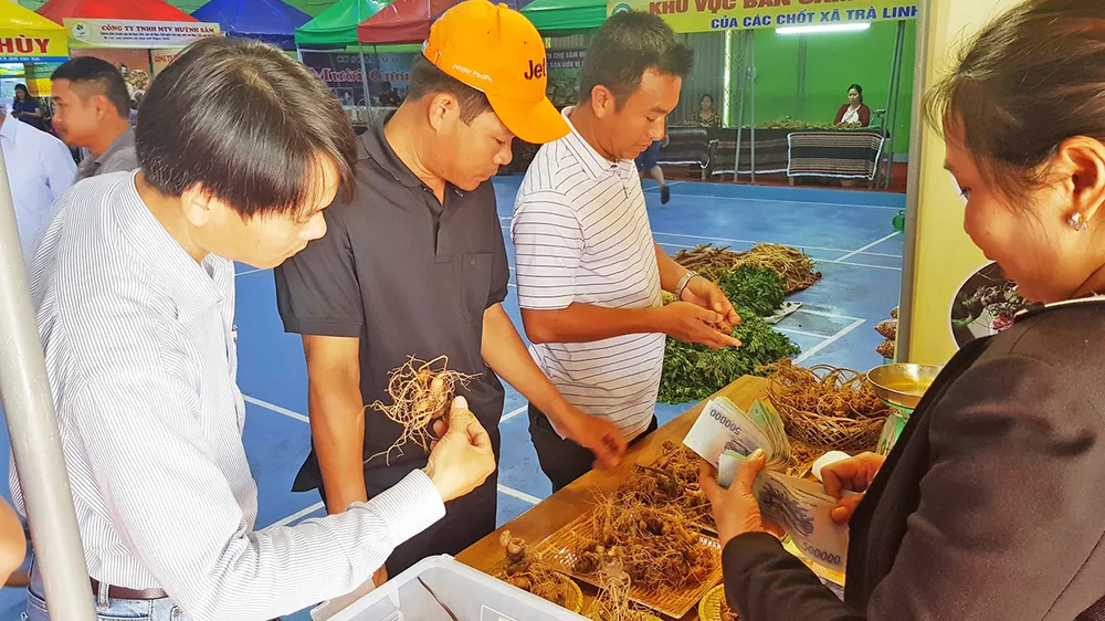 Thách thức bảo tồn và phát triển “quốc bảo” sâm Ngọc Linh - Bài 2: Thúc đẩy thương hiệu  ảnh 2