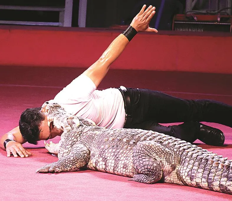 Xiếc dũng cảm trở mình ảnh 1