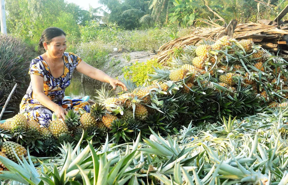 Giúp nông dân thích ứng với biến đổi khí hậu  ảnh 1