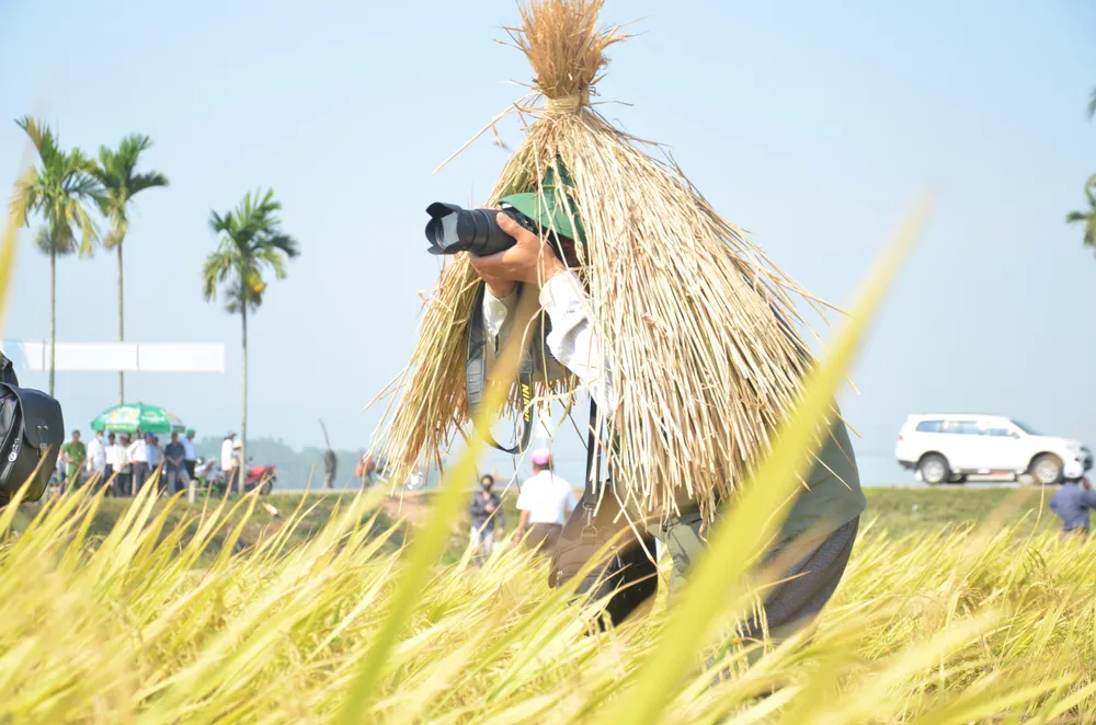 Hàng trăm “nông dân nhí” ướt đẫm mồ hôi... gặt lúa ảnh 9