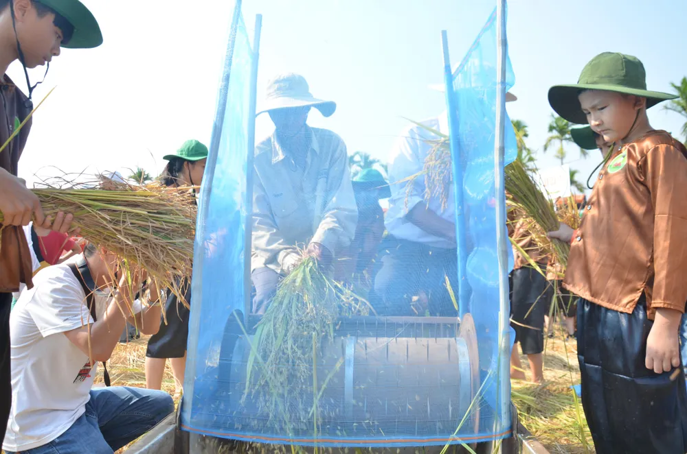 Hàng trăm “nông dân nhí” ướt đẫm mồ hôi... gặt lúa ảnh 4