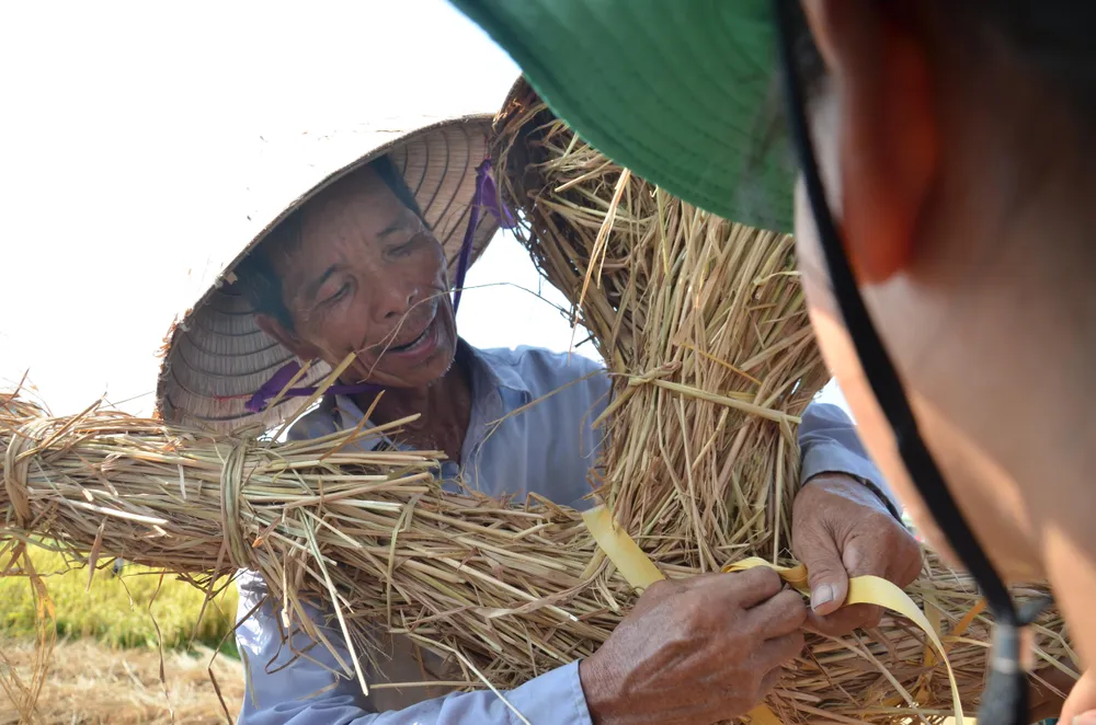 Hàng trăm “nông dân nhí” ướt đẫm mồ hôi... gặt lúa ảnh 8