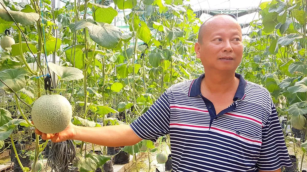 Dưa lưới trong Nông trại Đông Dương