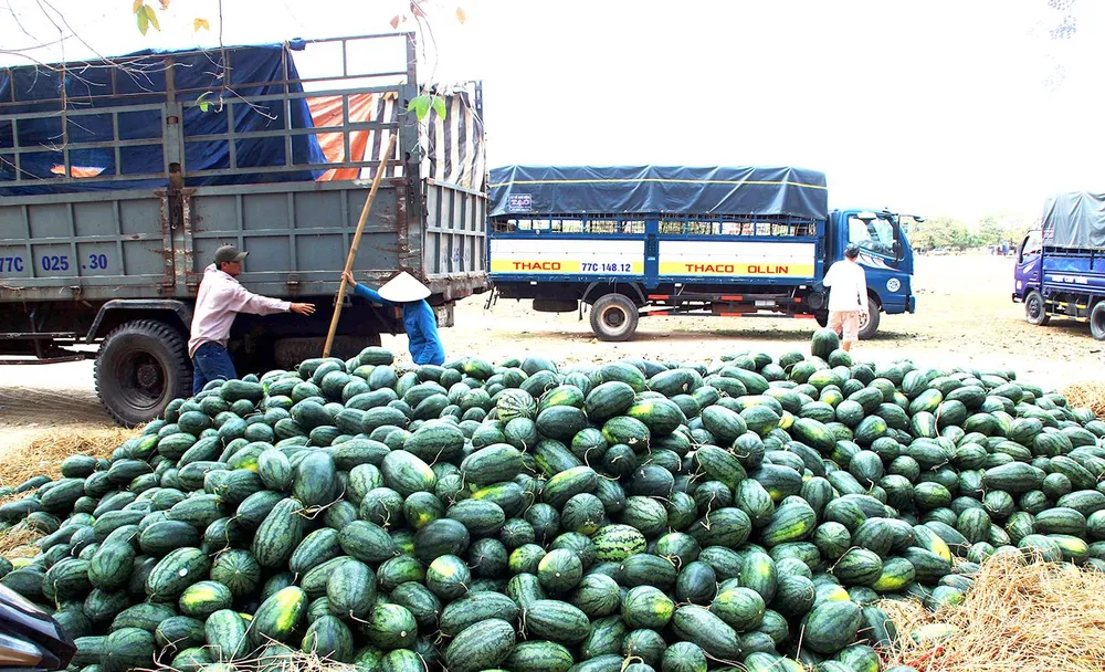 Lang bạt đời thợ dưa hấu ảnh 1