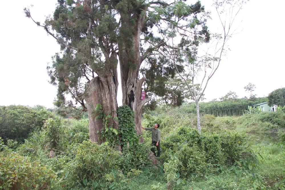 Bảo tồn báu vật của đại ngàn ảnh 1