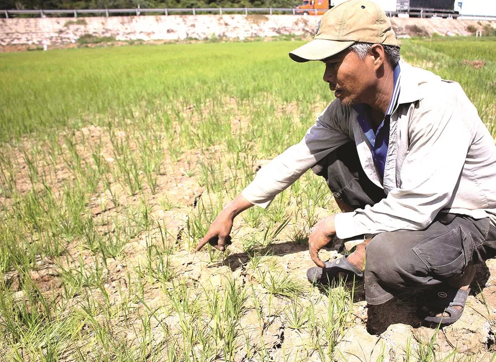 Ruộng lúa tại Quảng Trị nứt nẻ. Ảnh: NGUYỄN HOÀNG   