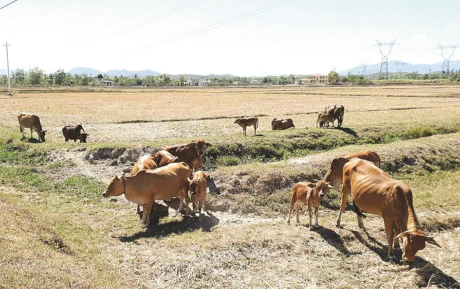 Đảo lộn vì nắng nóng ảnh 5