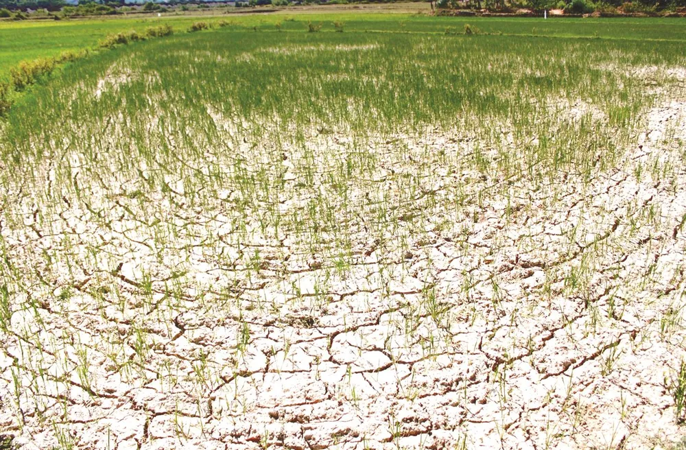 Đảo lộn vì nắng nóng ảnh 1