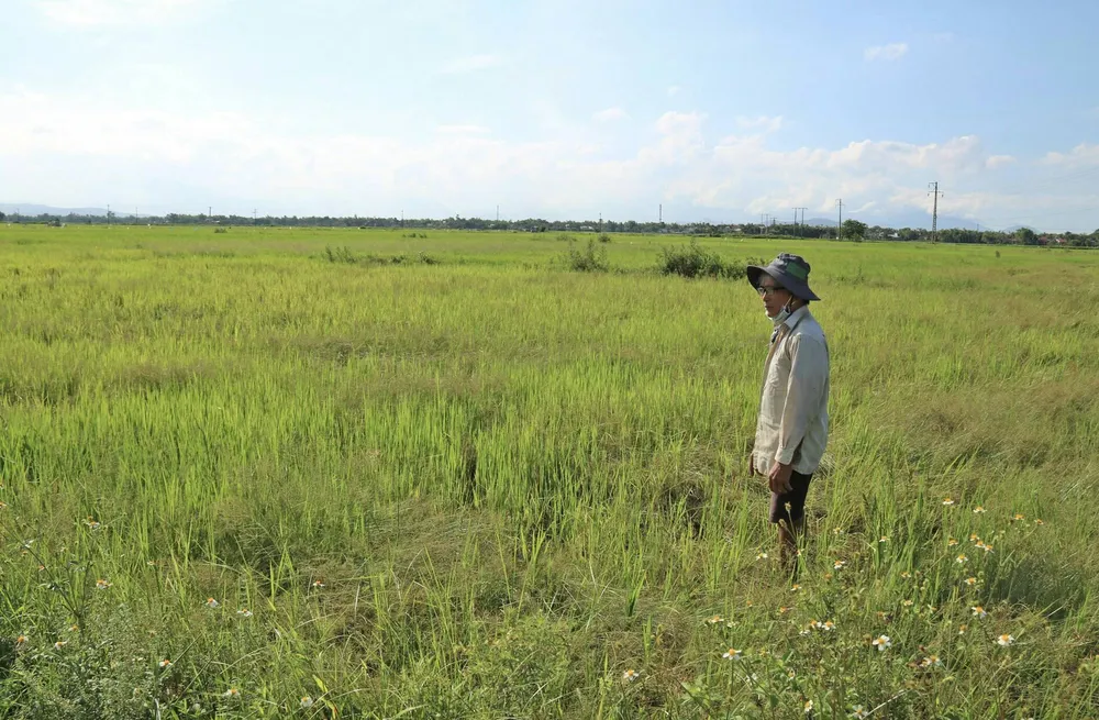 Ông Nguyễn Thanh Cơ buồn rầu nhìn 3 sào ruộng lúa gần 1 tháng tuổi của mình ngả màu vàng úa do thiếu nước. Ảnh: NGỌC PHÚC