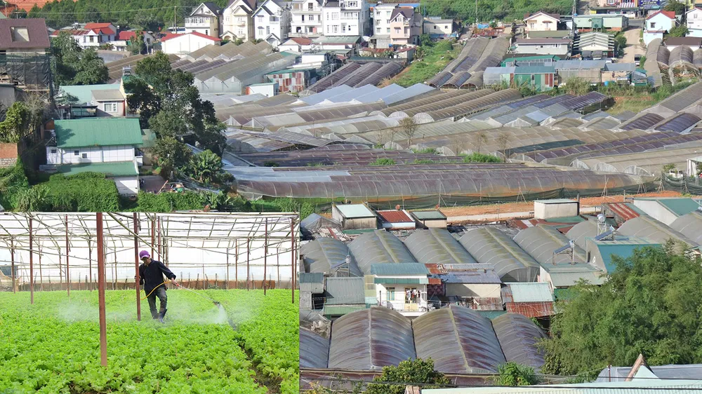 Rau nhà kính có an toàn? ảnh 1