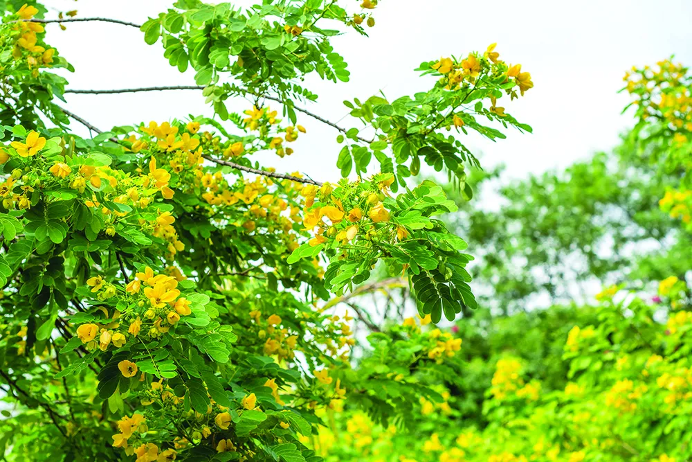 Cây điệp mồ côi