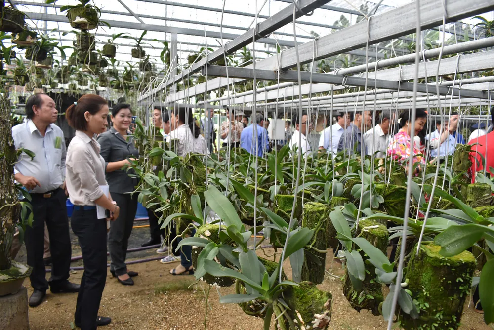 Tham gia HTX để phát triển kinh tế ảnh 1