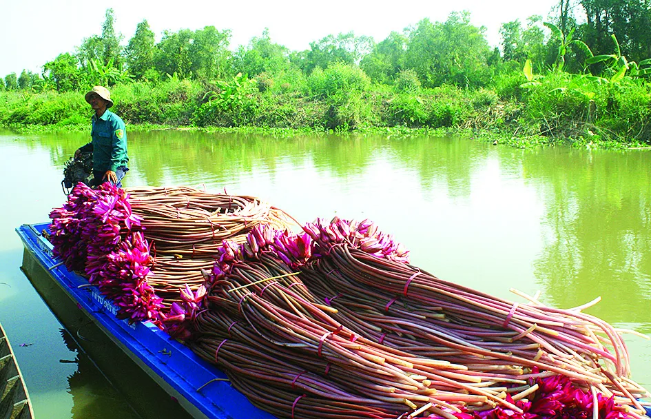 “Lung trời” giữa đồng bằng ảnh 2