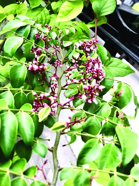 Về ngang phía nhớ