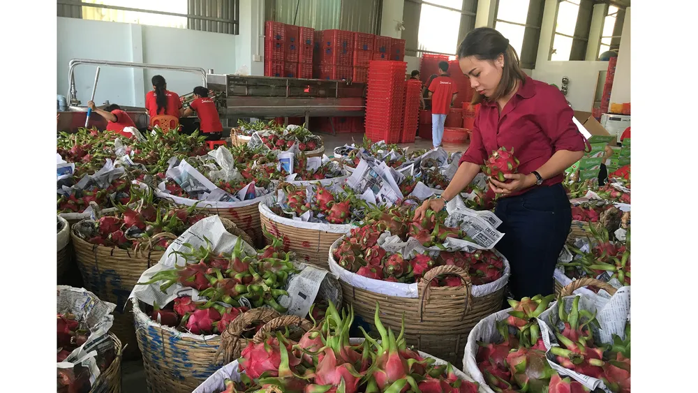 Thanh long khó xuất sang Trung Quốc hiện nay