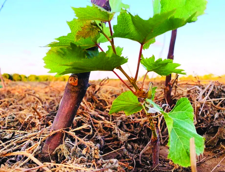 Khởi nghiệp trồng nho ở xứ Dừa ảnh 2