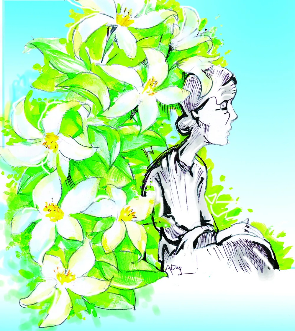 Cây nguyệt quế ảnh 1