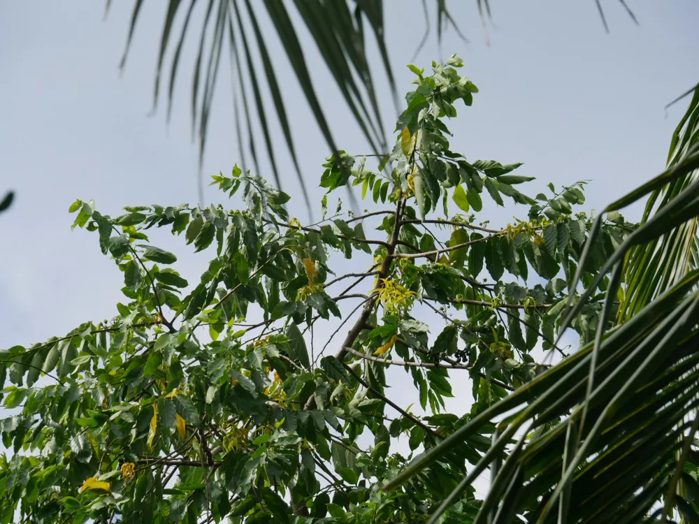 Hoàng lan bên cửa sổ ảnh 1