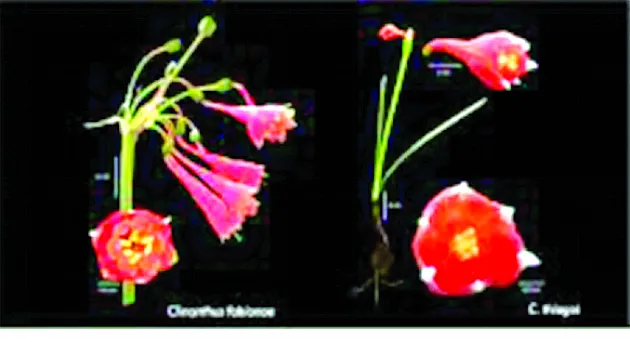 Phát hiện loài loa kèn đỏ mới tại Peru