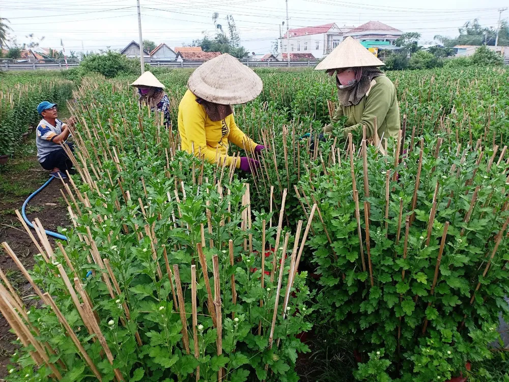 “Thủ phủ” hoa cúc vào xuân ảnh 1