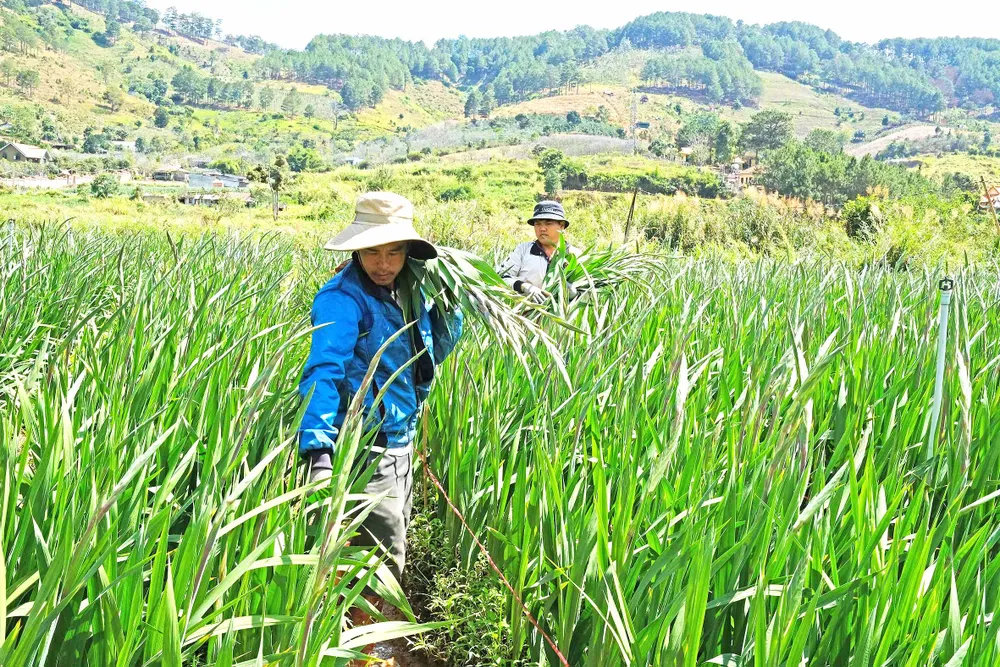 Người trồng hoa cần tiếp sức ảnh 2