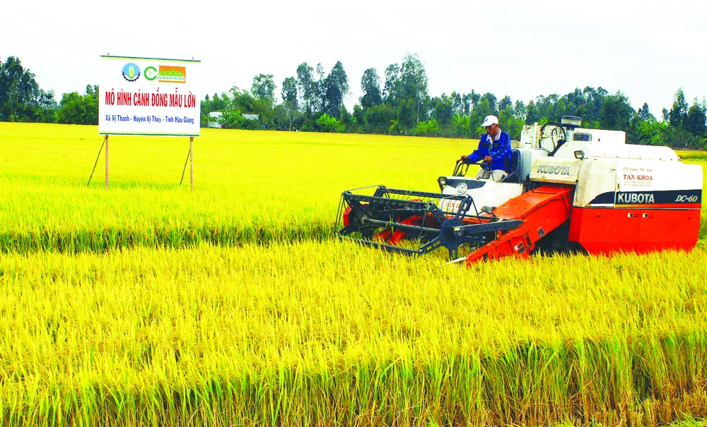 Đồng bằng chuyển mình ảnh 1