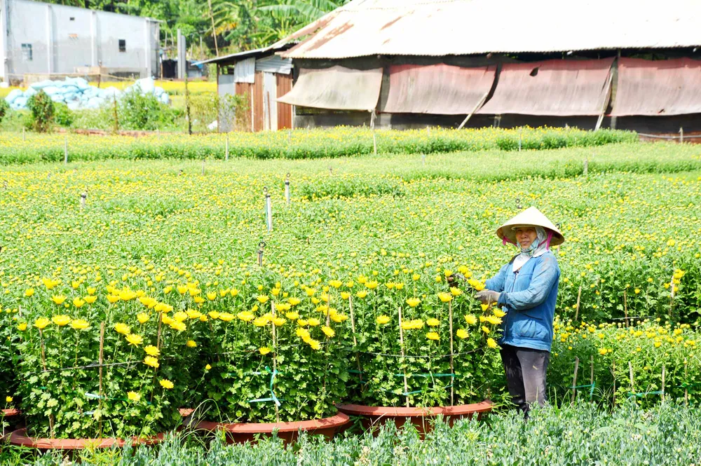 Giữ danh nghề trồng hoa Gò Vấp  ảnh 1