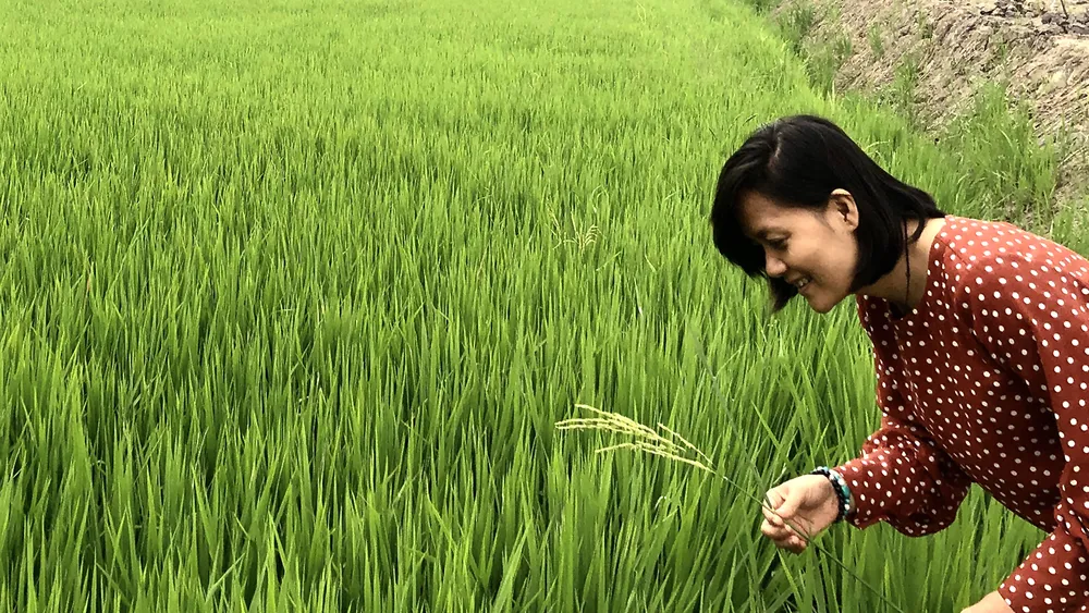 Giấc mơ đồng ruộng