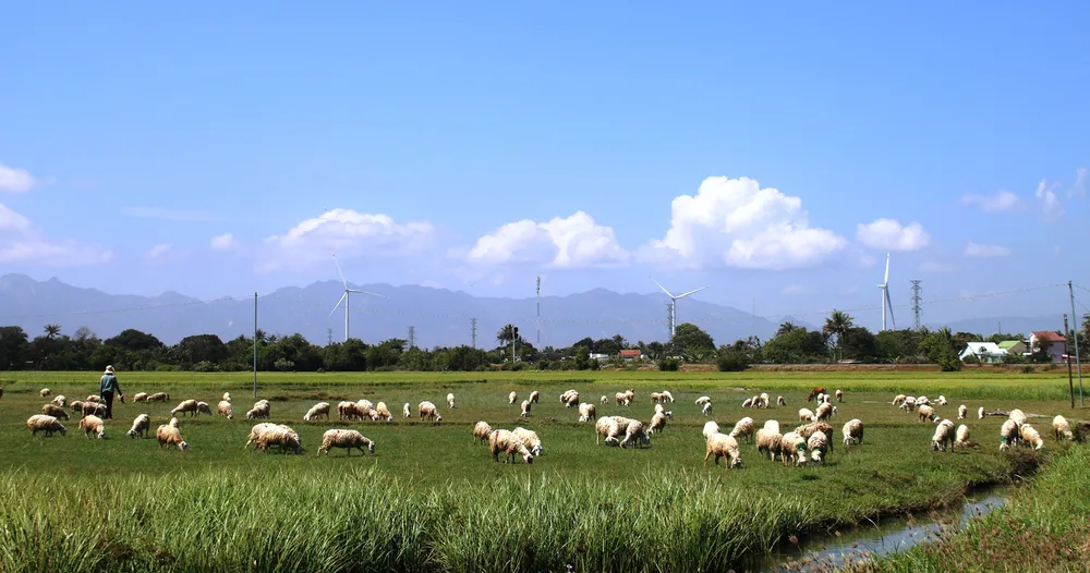 Tây Nguyên - Nam Trung bộ ứng phó nguy cơ sa mạc hóa - Bài 3:  Sống chung với sa mạc hóa ảnh 1