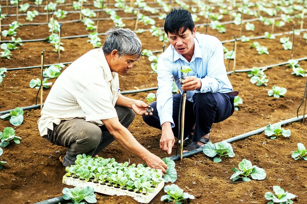 Nâng tầm rau xanh ảnh 1