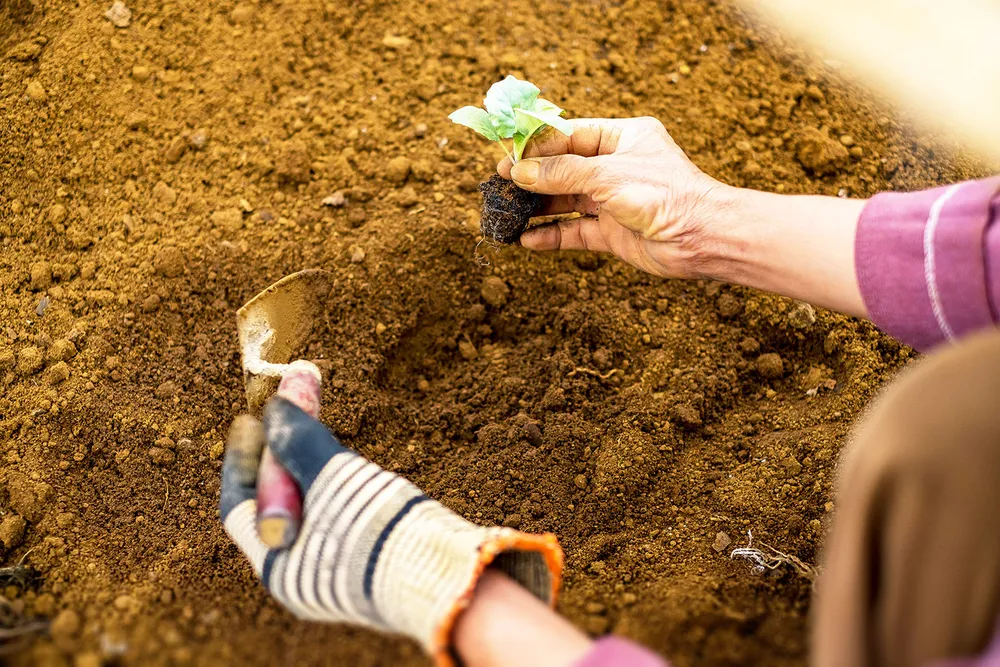 Nâng tầm rau xanh ảnh 3