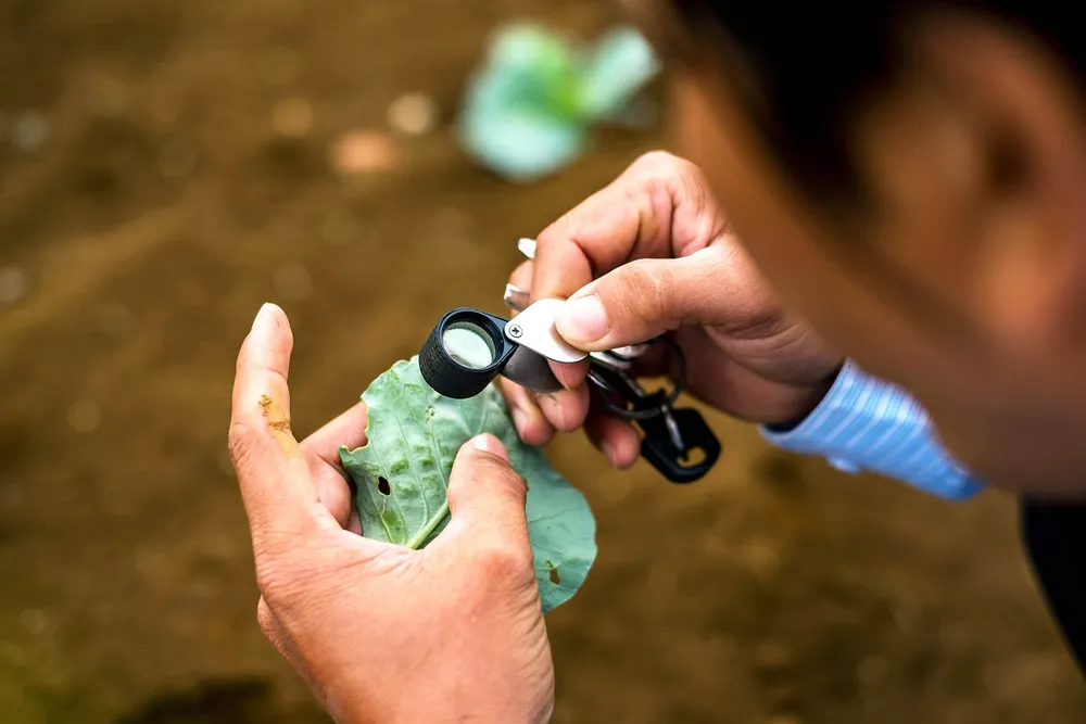 Nâng tầm rau xanh ảnh 4