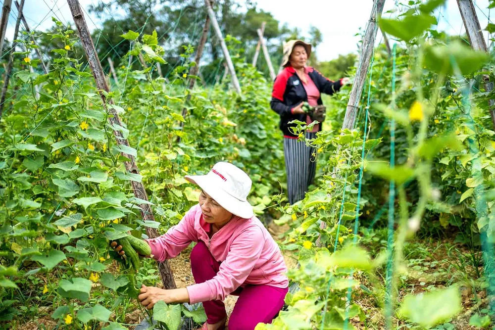 Nâng tầm rau xanh ảnh 6