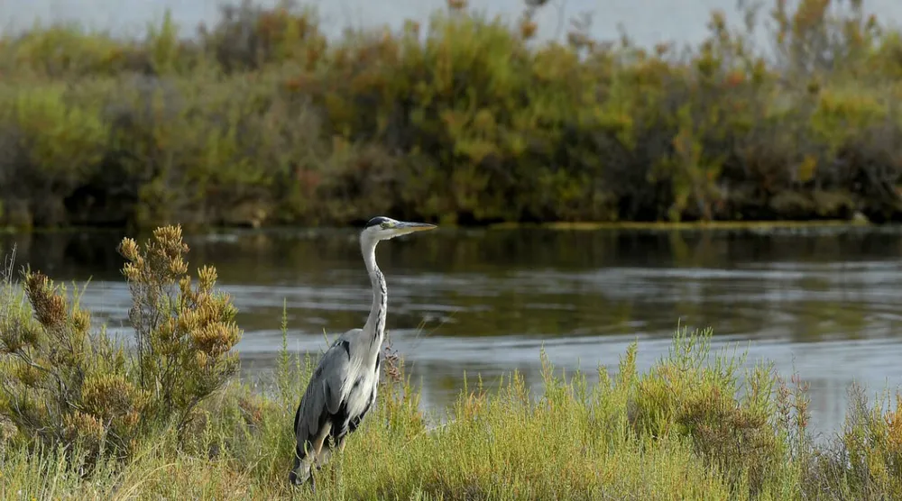 Vùng đầm lầy trở nên xanh tươi  khi không bị xâm nhập mặn