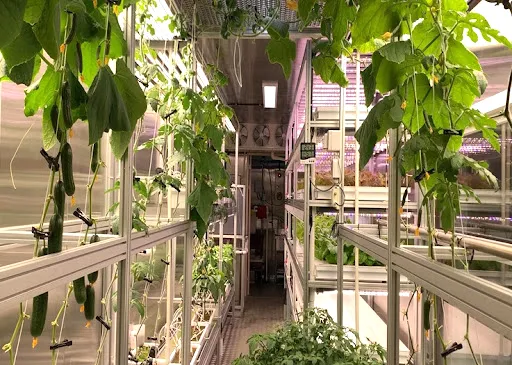 Rau quả bên trong “nông trại container” ở Nam cực