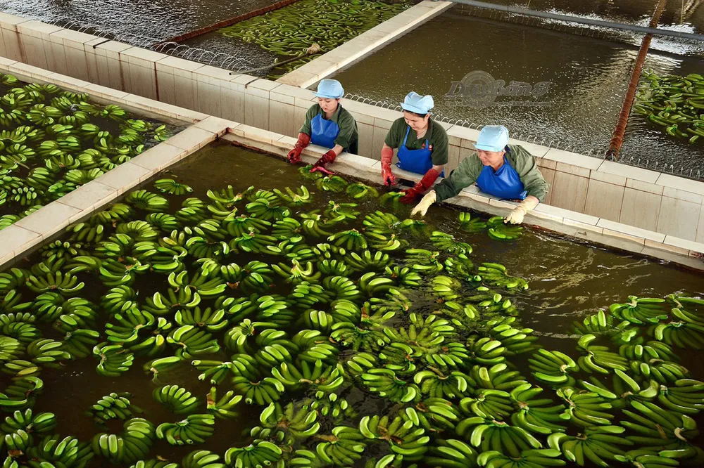 Nâng chất để trái cây Việt vươn xa ảnh 2