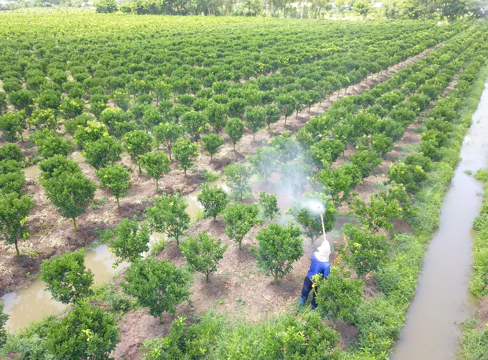 Nâng chất để trái cây Việt vươn xa ảnh 1