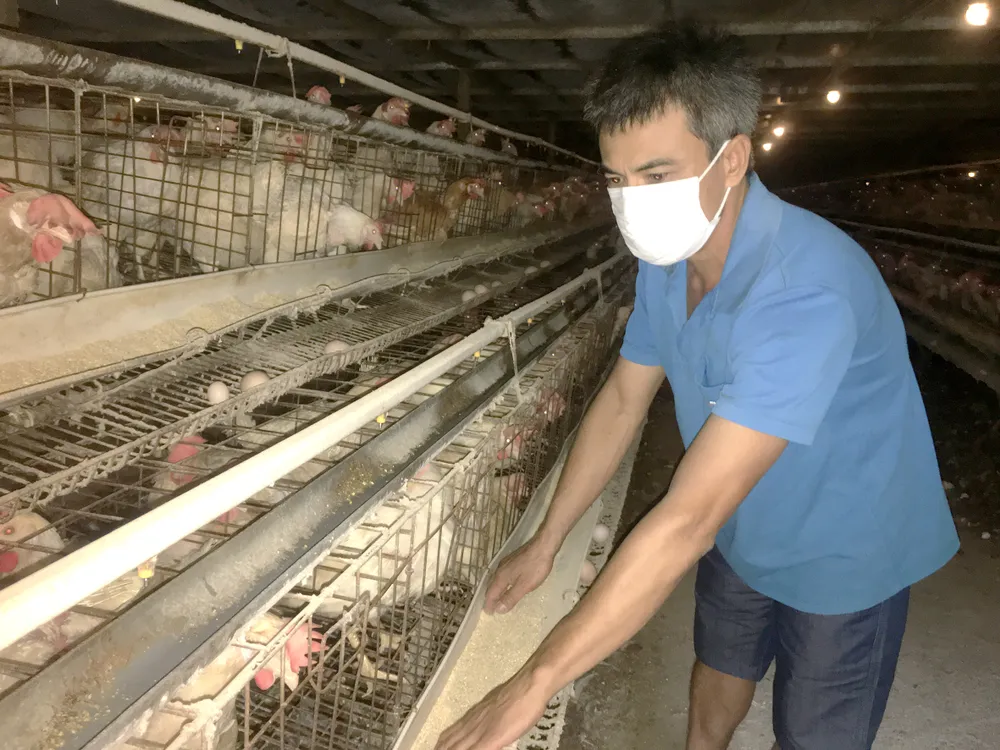 Chờ chính sách hỗ trợ người chăn nuôi ảnh 1