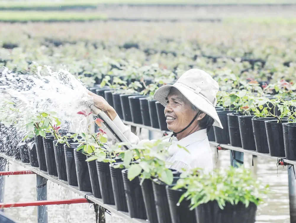 Đồng bằng sông Cửu Long: Giảm số lượng cung ứng hoa kiểng tết ảnh 1