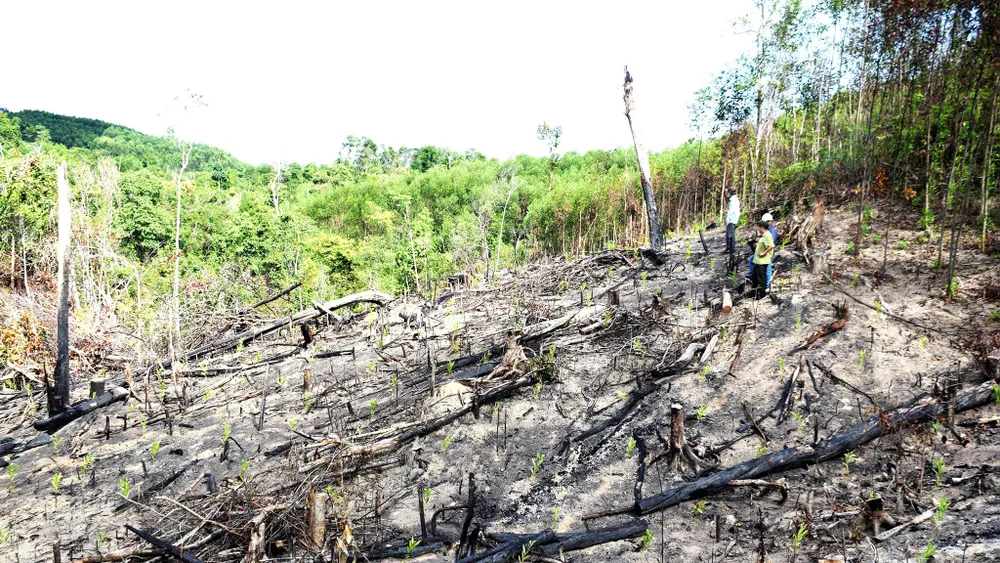 “Máu rừng” vẫn chảy ảnh 1