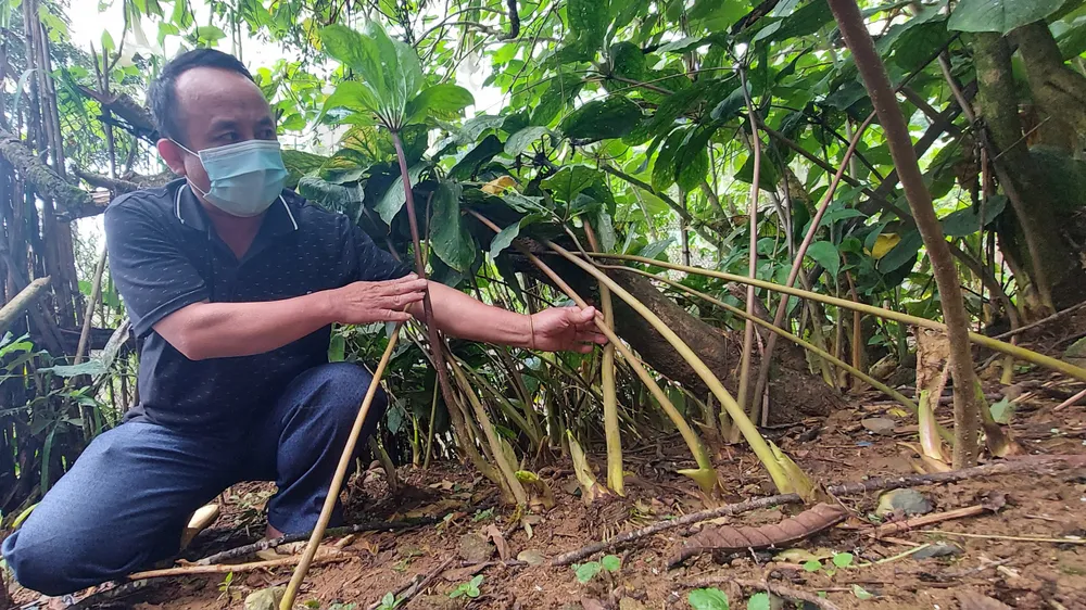 Hồi sinh nguồn dược liệu quý trên rẻo cao ảnh 1