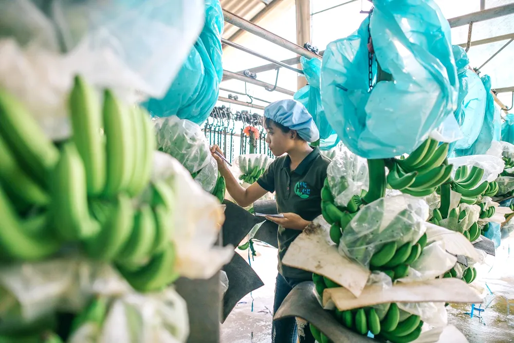 Nông sản muốn “đi xa” phải an toàn ảnh 1