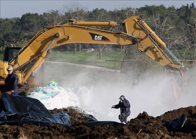 Tiêu hủy gia cầm sau khi phát hiện ổ dịch cúm gia cầm tại trang trại nuôi gà ở Kibbutz Ein Shemer, Israel. Ảnh tư liệu: TTXVN
