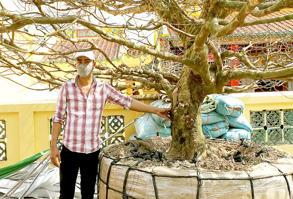 Một cây mai được chốt giá 4 tỷ đồng